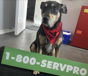 Tuppence C. sitting with the Servpro number